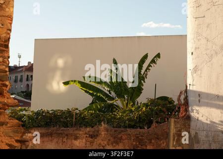 A whitewashed exterior wall next to a lush green tropical plant, with traditional stone houses visible in the background under warm sunlight Stock Photo