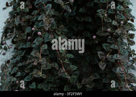 A wall densely covered with green climbing vine featuring small pink flowers, creating a lush natural texture Stock Photo