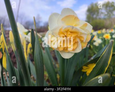 Blooming daffodil flower on spring day. Blooming narcissus flower close-up. Blossomed multi-colored flower with petals, stamens and green leaves growing in ground. Natural background Stock Photo