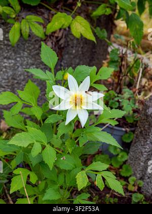 White flower with yellow center and a hoverfly sitting on it surrounded by green leaves in summer Stock Photo