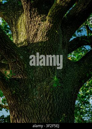 Texture of an old oak tree trunk with powerful branches Stock Photo