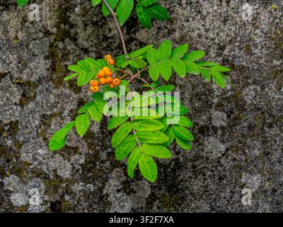 Rowan branch with green leaves and orange berries against a textured stone wall background Stock Photo