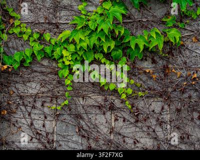 Vibrant green ivy branches growing over dry vines on a grey concrete block wall background Stock Photo