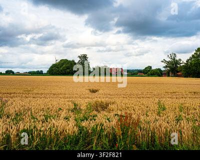 Golden wheat field with a countryside village and red roof houses under a dramatic stormy sky Stock Photo