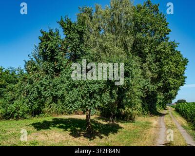 Scenic countryside landscape with a green fruit tree next to a dirt road under a clear blue sky Stock Photo