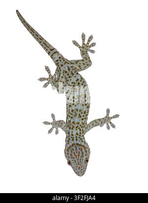 Close-up of a tropical gecko isolated on a white background with detailed skin texture and natural colors Stock Photo
