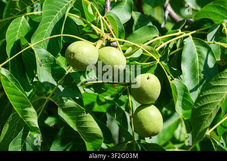 Fresh green walnuts growing on a walnut tree branch surrounded by lush foliage in bright summer sunlight. Unripe walnut fruits representing agricultur Stock Photo