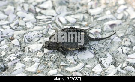 Baby snapping turtle hatchling slowly moving on ground covered with pieces of shell Stock Photo
