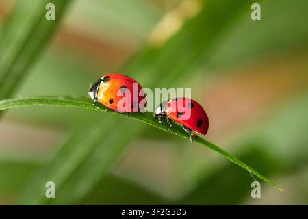 Two red ladybugs with black spots crawling on a green blade of grass in a natural outdoor setting, the macro shot highlights the intricate details of Stock Photo