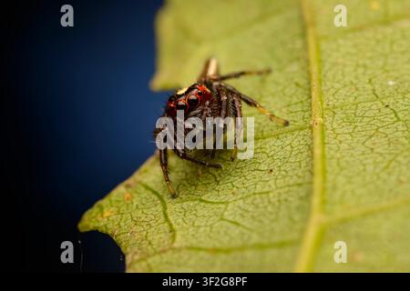 Macro Photography of a Red-Faced Jumping Spider Perched on a Green Leaf Edge Stock Photo