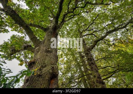 Looking upward through mature oak trees with sprawling branches and green canopy in woodland near Bristol, UK Stock Photo