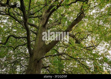 Ancient oak tree with sprawling twisting branches and green canopy in woodland near Bristol, UK Stock Photo