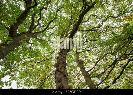 Ancient oak trees with sprawling branches and dense green canopy viewed from below in woodland in Bristol, UK Stock Photo