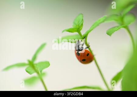 Seven-spot ladybird (Coccinella septempunctata) climbing on fresh mint leaves in an English garden Stock Photo