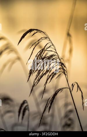 Common reed seed head in warm sunrise light at Ham Wall, Somerset Levels, Somerset, UK Stock Photo