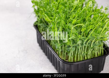 Pea shoots microgreens growing vigorously in a black rectangular tray. Showcasing fresh green leaves and delicate tendrils Stock Photo