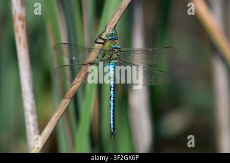 Male Emperor Dragonfly (Anax imperator) perching on a rush. Stock Photo