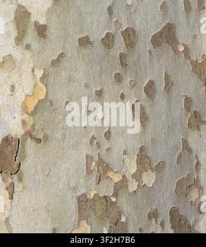 Texture of plane tree bark with spots Stock Photo