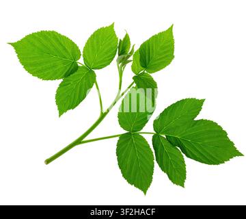 Spring young raspberry leaves on transparent, png. Raspberry. Branch of raspberries with leaves. Advertising, announcement, harvest or postcard concep Stock Photo