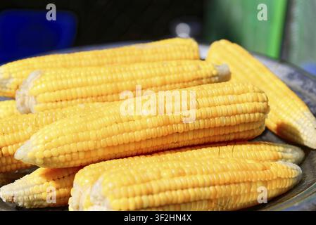Close-up of several harvested corn cobs on a tray, Mysore, Karnataka, South India, India Stock Photo