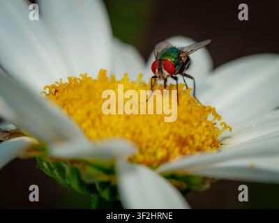 Macro close up shot of a metallic green blowfly with red eyes feeding on the yellow center of a white daisy flower head Stock Photo