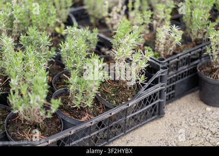 Lavender Plants in Nursery Pots Ready for Garden Planting Stock Photo