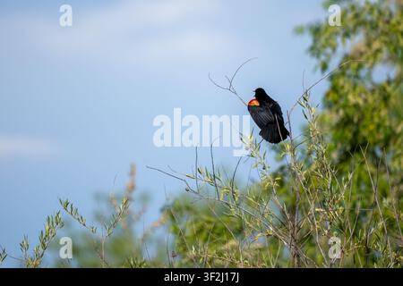 Potholes, Washington, USA. Male Red-winged Blackbird singing while perched in a tree with blue sky behind Stock Photo