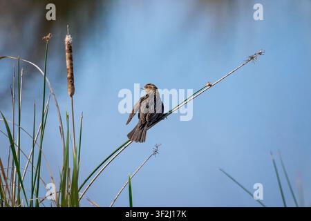 Potholes, Washington, USA. Female Red-winged Blackbird perched on a cattail by a pond Stock Photo