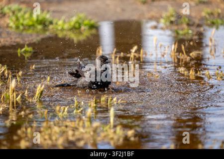 Potholes, Washington, USA. Female Brewer's Blackbird bathing in shallow water Stock Photo