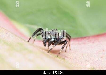 Curious jumping spider rests on vibrant green and red leaf against natural background. small arachnid displays inquisitive mood, perfectly capturing m Stock Photo