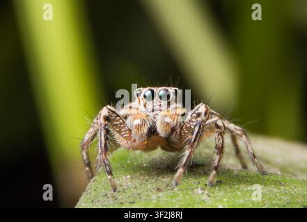 Curious jumping spider intently observes viewer from vibrant green leaf against deep black backdrop. miniature predator's focused gaze evokes fascinat Stock Photo