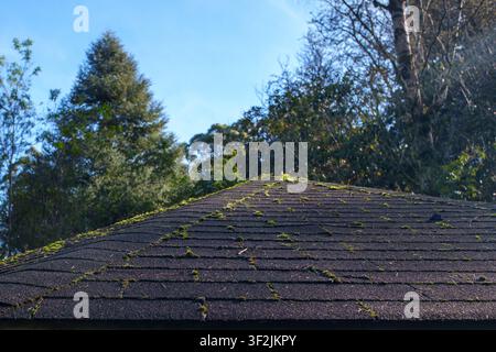 A close-up view of an aged, dark asphalt roof partially covered in vibrant green moss, framed by lush forest trees and a clear blue sky. Stock Photo