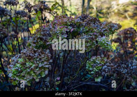 Clusters of dried hydrangea blossoms showcase muted colors and textured petals, evoking a serene and nostalgic autumnal mood in a tranquil garden sett Stock Photo