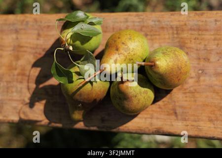 Ripe organic pears with leaves arranged on an old rustic wooden surface with natural light, representing healthy food and harvest. Bulgaria, varna, 16 Stock Photo