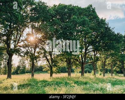 Warm sunlight streams through mature oak trees across a lush summer meadow, creating a tranquil rural landscape. Perfect for themes of nature, sustain Stock Photo