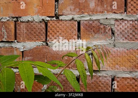 Young Green Tree Growing Against Unfinished Red Brick Wall with Rough Cement Mortar Texture Stock Photo