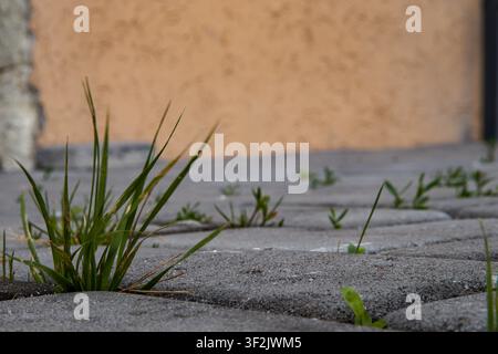 Green Grass and Weeds Growing Through Cracks Between Gray Concrete Paving Stones Outdoors Stock Photo