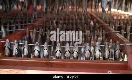 Dried fish is neatly arranged in rows on wooden racks in natural light. Earthy browns and grays predominate. Salted fish hangs and dries. Stock Photo