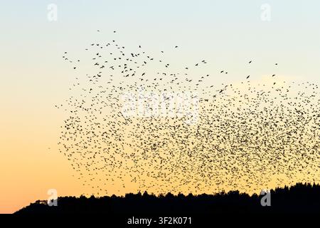 Birds in a big flock in the sky above the forest in the twilight Stock Photo