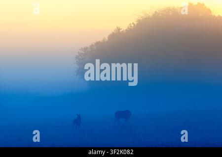 Moose cow with calf on a meadow in the dawn mist Stock Photo