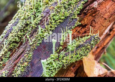 Trumpet cup lichen growing on a tree log Stock Photo