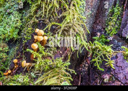 Close up of yellow mushrooms and green moss on a tree stump Stock Photo