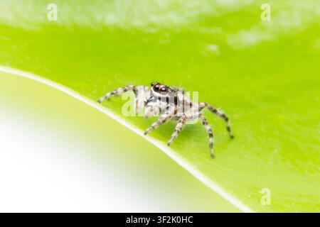 Vigilant jumping spider rests on vibrant green leaf, showcasing intricate detail and alertness. This close-up captures fascinating behavior of these m Stock Photo