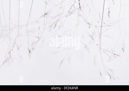 Elegant fracile dry fluffy grass straw on white wood board, top view, pattern. Stock Photo