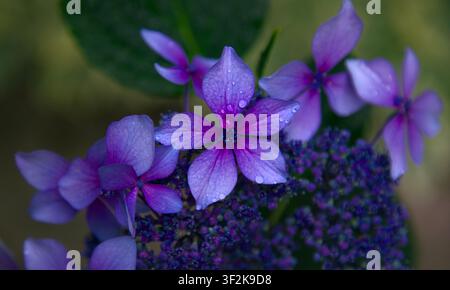 Close up of purple lacecap hydrangea florets Hydrangea macrophylla with delicate water droplets on petals against dark background Stock Photo