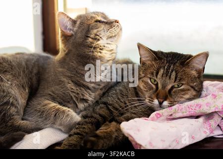 Two domestic cats resting together on window seat with soft morning light and floral blanket Stock Photo