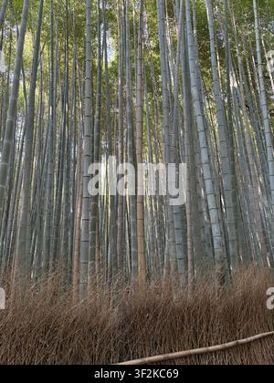 Low-angle diagonal perspective inside a dense bamboo grove in Arashiyama, Kyoto, Japan. Tall green culms create strong graphic lines against dappled summer light. Stock Photo