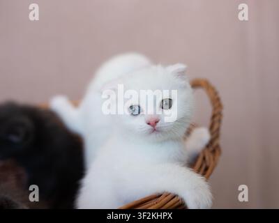 Fluffy little white kitten with different colored eyes blue and green sitting in a wicker basket, looking at camera, close-up portrait, funny pet. Stock Photo
