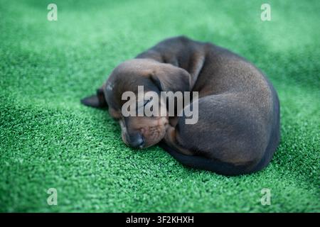 Tiny brown dachshund puppy curled up and sleeping peacefully on bright green lawn, sweet domestic pet, top view, calm atmosphere. Stock Photo