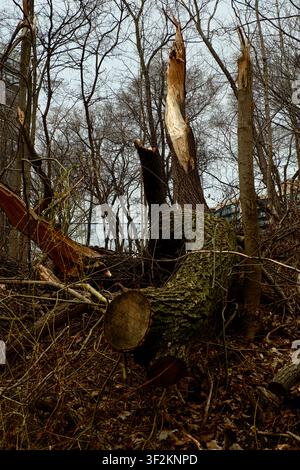 A moss-covered, fallen tree stump in a leafless woodland, captured in a moody early spring atmosphere. Stock Photo